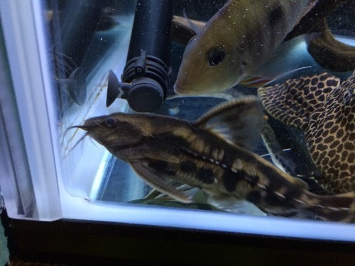 熱帯魚