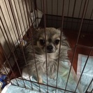臆病なチワワの里親さん探してます。