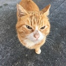 近所の野良猫 - 神戸市