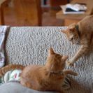 ペットシッター募集の画像