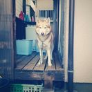 シベリアンハスキー女の子(≧∇≦) - 犬