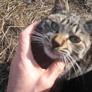 可愛い子猫３匹、家なき子です。８か月ぐらい