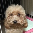 里親をさがしています　2歳