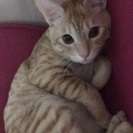生後10ヶ月くらい。茶トラの雄猫です。の画像