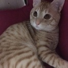 生後10ヶ月くらい。茶トラの雄猫です。 - 福岡市