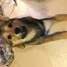 家族として迎えてくれる方希望します✳︎子犬ちゃん女の子