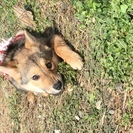 家族として迎えてくれる方希望します✳︎子犬ちゃん女の子 - 山口市
