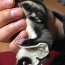 フクロモモンガ 男の子 - 伊勢崎市