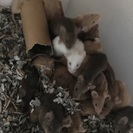 ハツカネズミ  10〜15匹