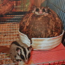 フクロモモンガ、♂と♀を大事に飼って頂ける方譲ります。