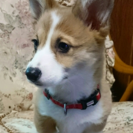 コーギー1才♀です。