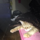 ☆めちゃ甘えたな兄妹猫です☆