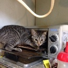 ☆めちゃ甘えたな兄妹猫です☆ - 猫