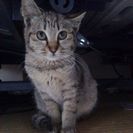 人懐っこい美人なキジ猫さん