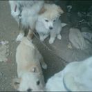  12月4日生まれ、雑種 残り1頭です！
