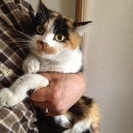 ☆人慣れ抜群！三毛にゃん♪☆