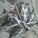 黒鯛、前打ちメンバー募集！