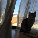 保護ネコ女の子です    - 猫