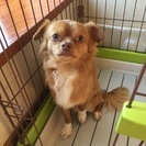 2歳の男の子チワワ
