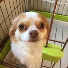 チワワ2歳男の子
