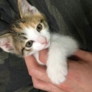 保護した子猫の里親募集です