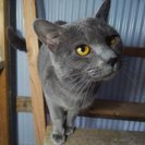 ロシアンブルー風の保護猫さん【ΦωΦ】