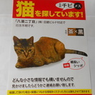 猫を探しています！
