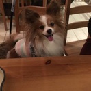 犬友達になってください❤︎