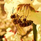 『養蜂作業助手』募集中 （アルバイトも同時募集）