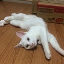 可愛い白猫 − 三重県