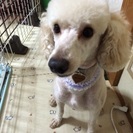 トイプードル里親さん募集☆(再募集)