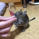 デグー   交渉中
