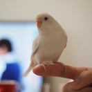 中止します。セキセイインコ（メス１歳８ヶ月）アルビノ