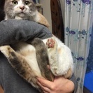 性格のよい美猫