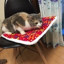 性格のよい美猫 - 橿原市