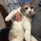 性格のよい美猫 - 猫