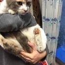 性格のよい美猫 − 奈良県