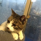 甘えん坊男の子去勢手術済み - 猫