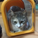 性格のよい美猫 - 里親募集