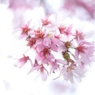 【募集終了】３／２４（木）『桜を描く』中山法華経寺スケッチ