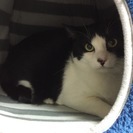 白黒子猫去勢手術済み