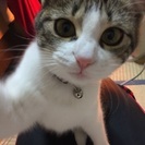 たくさんのお問い合わせありがとうございました！この度、優しい里親さんが決まりました - 姫路市