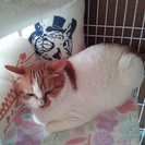 苦労して子育てしてきた母猫に幸せになってもらいたいです。