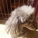 女のコ7才毛色はブラックですが年数飼っている内にグレーぽくなりました。