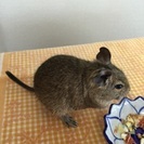 デグー   交渉中 − 滋賀県