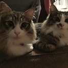 ♡キャットタワー♡譲っていただけませんか？