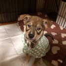 3ヶ月mix子犬   豪くん  ♂ - 犬