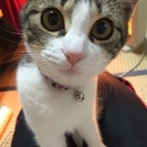 たくさんのお問い合わせありがとうございました！この度、優しい里親さんが決まりました - 猫