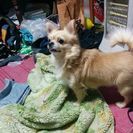 かわいいチワワ