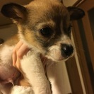 里親募集しています
